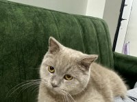 Uysal british shorthair