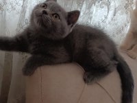 British shorthair 3 aylık yavru kedimiz