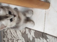 3 adet minik scottish fold sahiplerini bekliyor