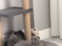 Sevimli oyuncu erkek scottish fold