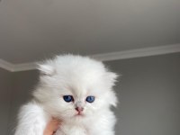 Full secereli british longhair erkek yavrum teslime hazır