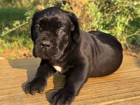 Şecere belgeli ırk ve sağlık garantili cane corso yavrular