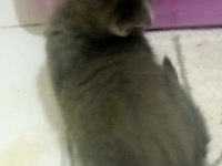Scottish fold yavru