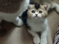 İKİ ERKEK KARDEŞ BİLEK GOLDEN KEDİMİZ