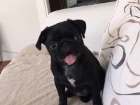 1 YAŞINDA SİYAH DİŞİ PUG ACİL YUVA ARANIYOR