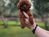 Poodle en güzelini arayanlar