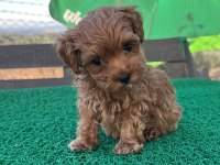Baba kore poodle maltipoo dişi yavru