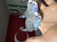 Jumbo kırığı muhabbet kuşu bebekler