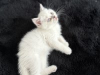 ERKEK BEYAZ BRİTİSH SHORTHAİR KEDİSİ