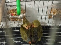 Bebek Sevda Papağanlarımız