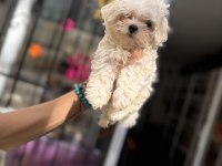 Kg garantili küçük boy maltese