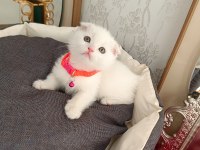 Anne baba scrli top kafa scottish fold kar beyaz yavrular