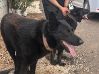 Petmode köpek çiftliğinden siyah alman kurdu