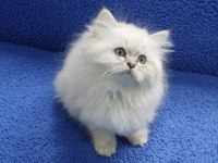 İstanbul içi 7/24 Adrese teslim longhair British ponçik 