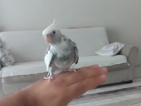 Evcil konuşan sultan papağanı