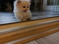 British longhair kedisi