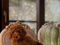 Sakarya Toy Poodle