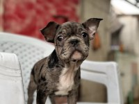 Safkan Merle Renk French Bulldog Erkek Yavrumuz