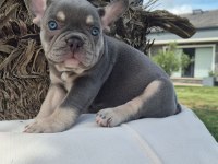 Blue French Bulldog Yavruları İstanbul 