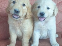 Golden retriever çok şeker yavrular