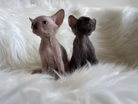 Sphynx sfenks tüysüz dişi erkek yavruları