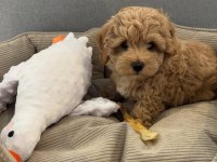 Orjinal Teacup Full Garantili Maltıpoo