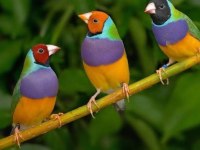 Goldian finch takım tek tek