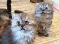 Anne baba orjinal british longhair 2 aylık yavrularımız