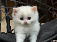 Şampiyon Anne ve Babanın Safkan Ragdoll Bebekleri