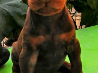 A Şecereli Anne Ve Babadan A Scrli Doberman Yavrular