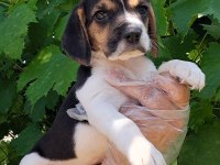 Beagle yavrularımız ırk garantilidir