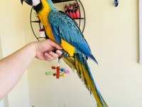SARI LACİVERT MACAW ARA PAPAĞANLARI