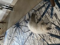 Ücretli Sahiplendirilecek British Shorthair