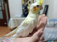 Lutino kırmızı göz sultan papağanı yavru