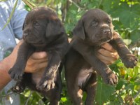 Labrador redriever sevimli yavrular ruhsatlı çiftlik 