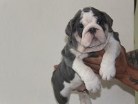 SİTENİN EN RENKLİ EN MÜTEVAZİ BULLDOG ŞEKERLERİ