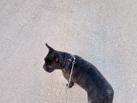 French bulldog