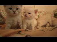Güzel scottish fold yavrular