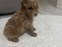 MİNİK POODLE OĞLUM