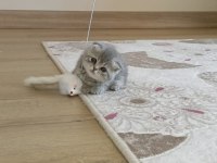Rezerve Açık Scottish Fold