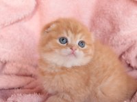 Top Kafa Scottish Fold Erkek Yavru