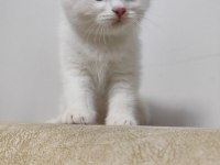 British Shorthair White