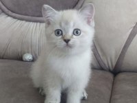 Brıtısh Shorthair Sılver Yavrular