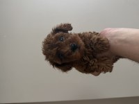 Toy Poodle Ev Ortamından