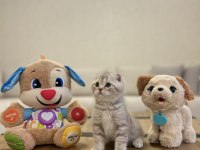 SCOTTISH FOLD DÜNYA TATLISI YAVRULARIM 