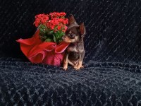Minyatür pinscher yavru köpeklerim