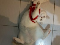 4 aylık british shorthair oğlumuza yuva arıyoruz