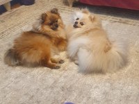 Pomeranian kaçmayacak fırsat