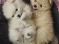 Pomeranian Boo Köpeği Adana Mersin