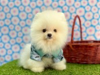 Sevimli Pomeranian Boo Yavrularımız